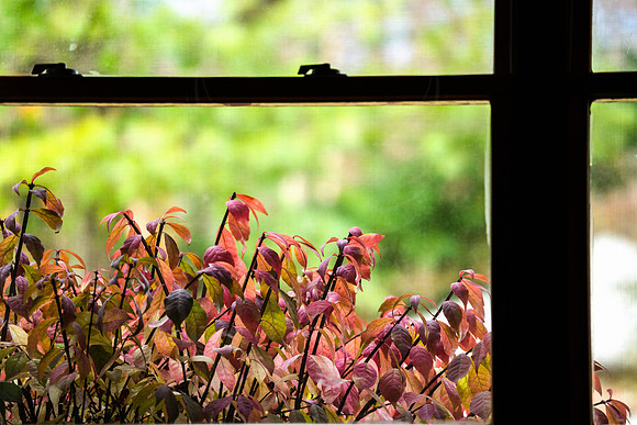 Outside the Window