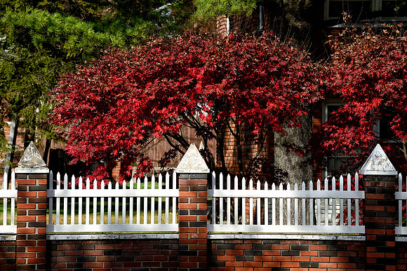 Front Yard