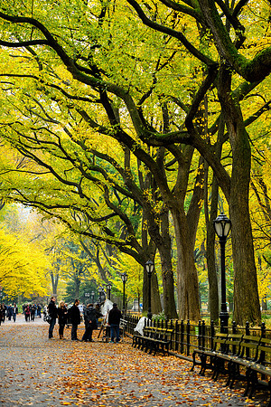 Central Park, New York