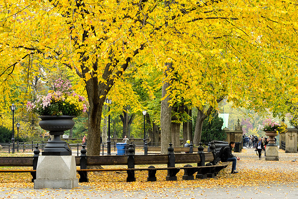 Central Park, New York