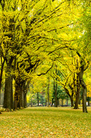 Central Park, New York
