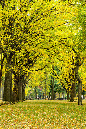 Central Park, New York