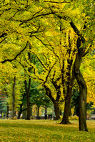 Central Park, New York