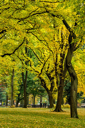Central Park, New York