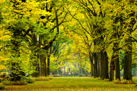 Central Park, New York