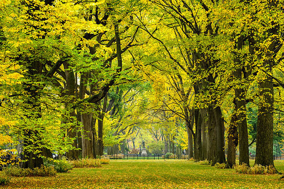 Central Park, New York