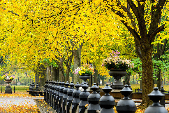 Central Park, New York