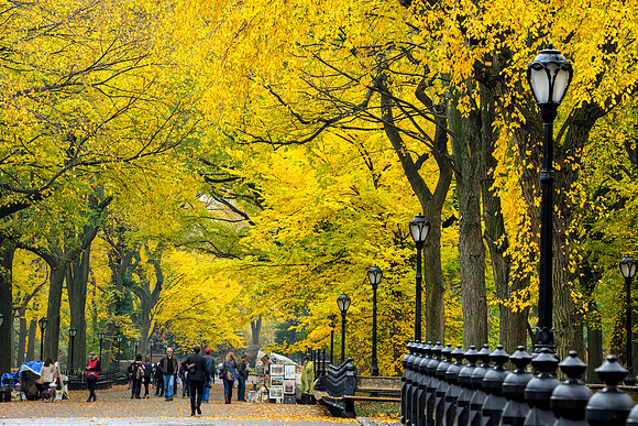 Central Park, New York