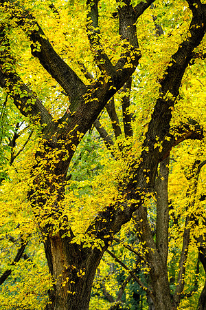 Central Park, New York