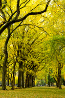 Central Park, New York