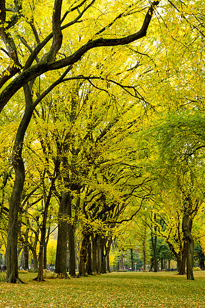 Central Park, New York