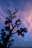 Pretty Sky