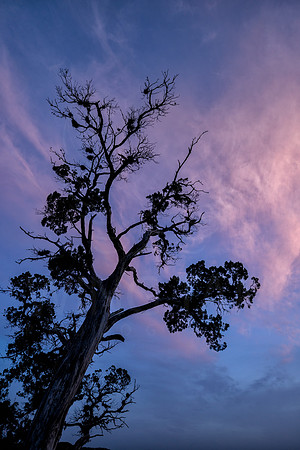 Pretty Sky
