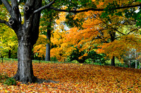 Central Park, New York