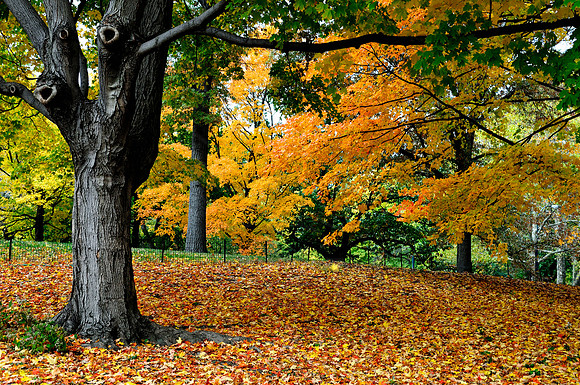 Central Park, New York