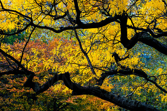 Central Park, New York