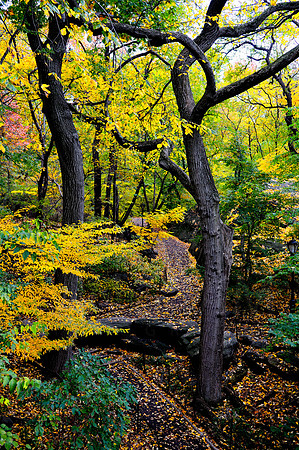 Fall Foliage at Central Park, New York