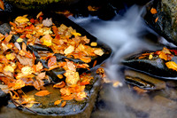 Leafs