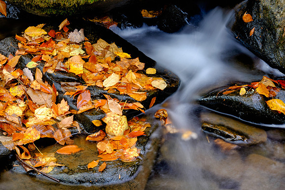 Leafs